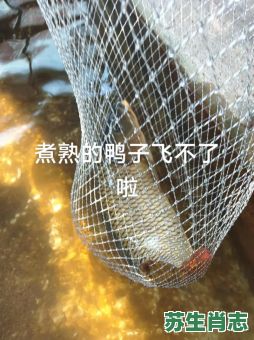 二流子是什么生肖？女生叫二流子是暗示啥