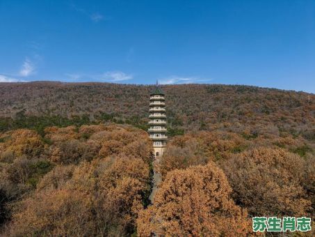 灵古塔是什么生肖？灵古塔打一最佳动物