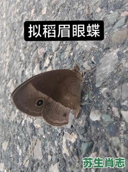 蛾眉是什么生肖？蛾是哪个生肖