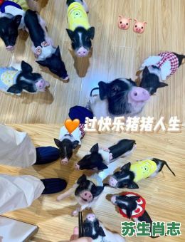 町是什么生肖？街代表什么动物