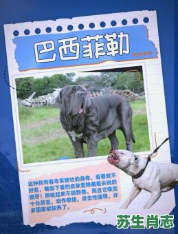 烈是什么生肖？烈代表什么动物