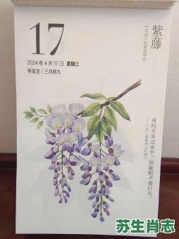 柳花是什么生肖？柳字是什么生肖