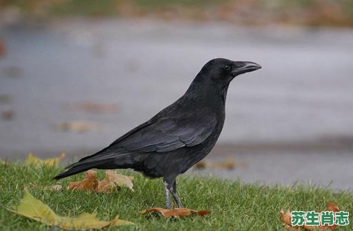 乌鸦嘴是什么生肖？乌鸦打一个生肖