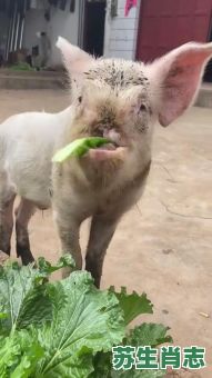 坚强的动物是什么生肖？坚强动物打一准确动物