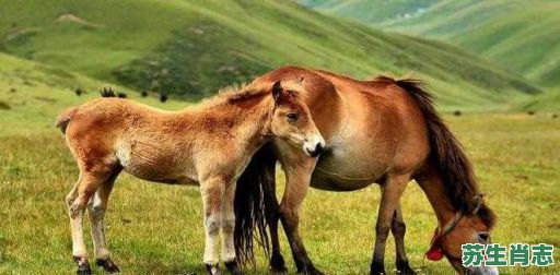 春风肖是什么生肖?春风打一个最准确动物 春风肖是什么生肖?春风打一个最准确动物