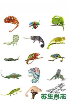 变色龙是什么生肖？恐龙打一正确生肖