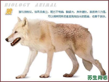 狼心狗肺是什么生肖？狼心狗行最正确的生肖