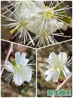 李花是什么生肖？李花又叫什么花?