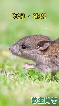 教字是什么生肖？教字打一最佳动物