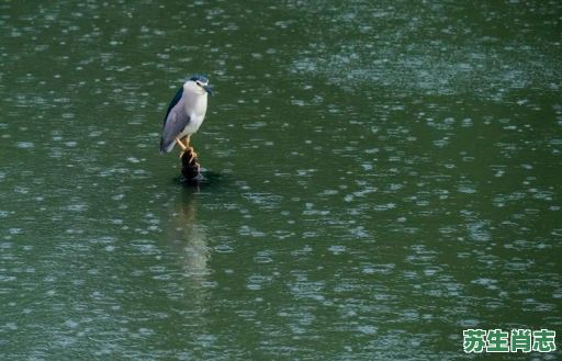 梅雨是什么生肖？梅雨打一最准确动物