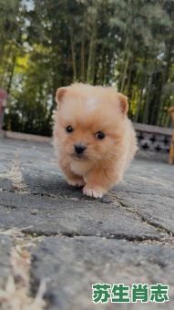 小短腿是什么生肖？短腿打一最佳动物