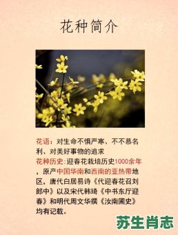 迎春花是什么生肖？迎春花不进屋的原因