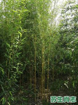 竹肖是什么生肖？竹打正确一肖