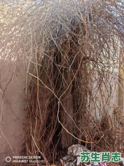 斩草除根是什么生肖？斩草除根正确答案动物