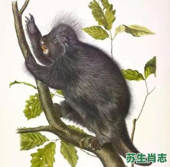 坐享其成是什么生肖？坐享其成准确答案生肖