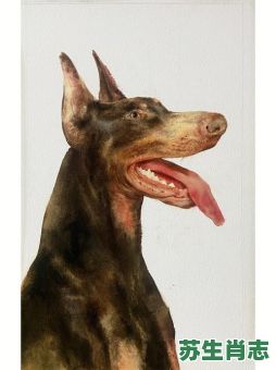 声色犬马是什么生肖？声色犬马指男还是女