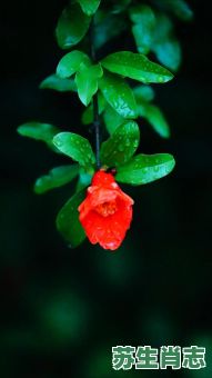 石榴花是什么生肖？海棠花打一准确生肖