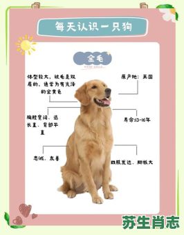 遍身金毛是什么生肖?欲钱遍身金毛准确生肖 遍身金毛是什么生肖?欲钱遍身金毛准确生肖