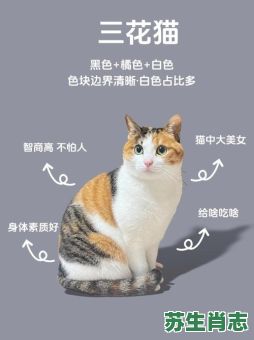 三脚猫是什么生肖？三只脚什么生肖准确答案