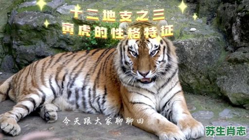 山中称王是什么生肖？山中之王最准确三个生肖