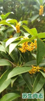 八月桂花是什么生肖?十二生肖谁是桂花 八月桂花是什么生肖?十二生肖谁是桂花