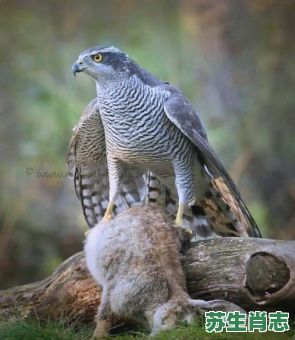 苍鹰是什么生肖？老鹰属于什么生肖