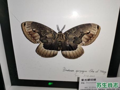 翅是什么生肖？蝴蝶代表什么生肖?