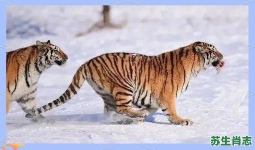 春风满面是什么生肖?春风代表什么动物 春风满面是什么生肖?春风代表什么动物