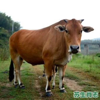 农家的动物是什么生肖？十二生肖农家都有的动物