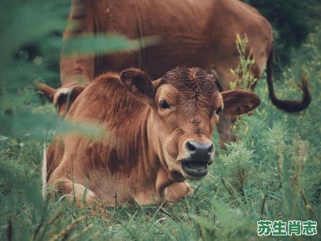 南京北战是什么生肖？南征北战正确四大生肖