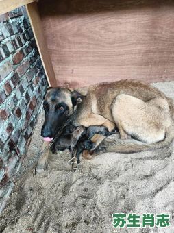 护崽是什么生肖？最护崽的动物