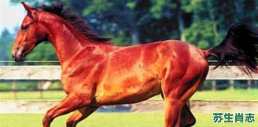 马中赤兔是什么生肖？马中赤兔最佳答案动物