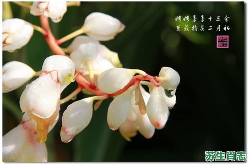 二月初是什么生肖？豆蒄梢头二月初的生肖