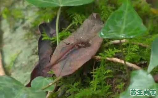 蚂蟥是什么生肖？蚂蟥打一个正确的生肖