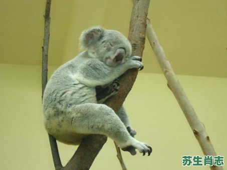 懒惰的生肖是什么?懒惰的动物生肖 懒惰的生肖是什么?懒惰的动物生肖