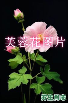 芙蓉花是什么生肖？芙蓉花比喻什么女人