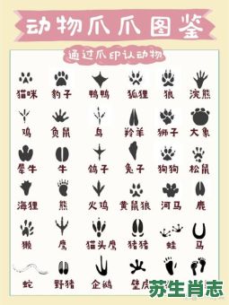 三只爪子是什么生肖？生肖三只爪代表什么