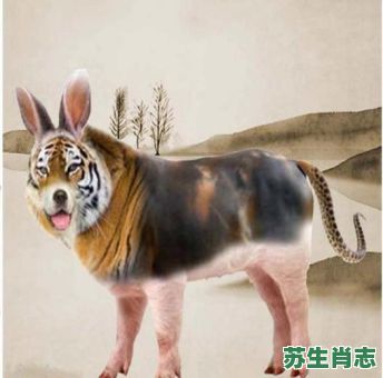 四脚走路是什么生肖？十二生肖的顺序和排列