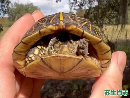 缩头缩颈是什么生肖？十二生肖谁是缩头乌龟