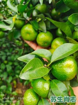 桔字是什么生肖？桔字打一准确数字