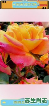 月季花是什么生肖？月季花最旺的属相