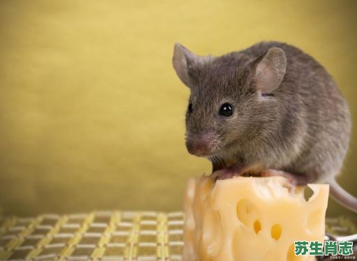 体小肖是什么生肖？身材短小的动物是什么生肖