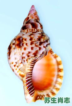 螺是什么生肖？陷于螺维打一准确生肖