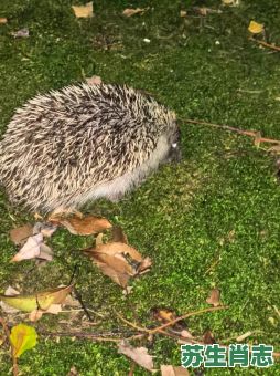 穿梭草丛是什么生肖？草丛代表什么生肖