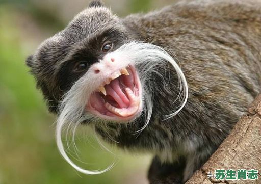 胡子最长的生肖是什么？长胡子的动物最佳一肖