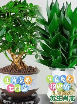 本命带绿花是什么生肖？带绿花的正确生肖