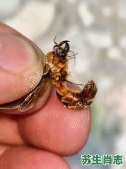 蚁是什么生肖?蚂蚁暗示什么生肖 蚁是什么生肖?蚂蚁暗示什么生肖