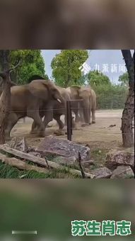 凌是什么生肖？凌代表什么动物