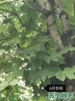 桐是什么生肖？梧桐指什么动物