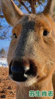 脸大的动物是什么生肖？圆脸的动物有哪些